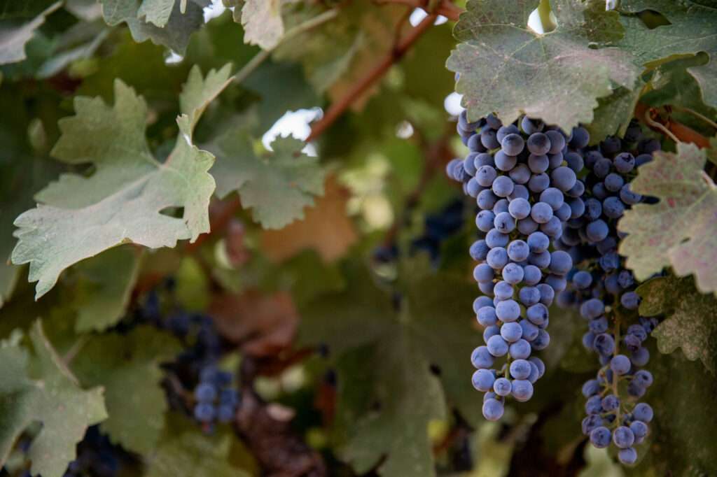 a bunch of grapes hanging from a vine.