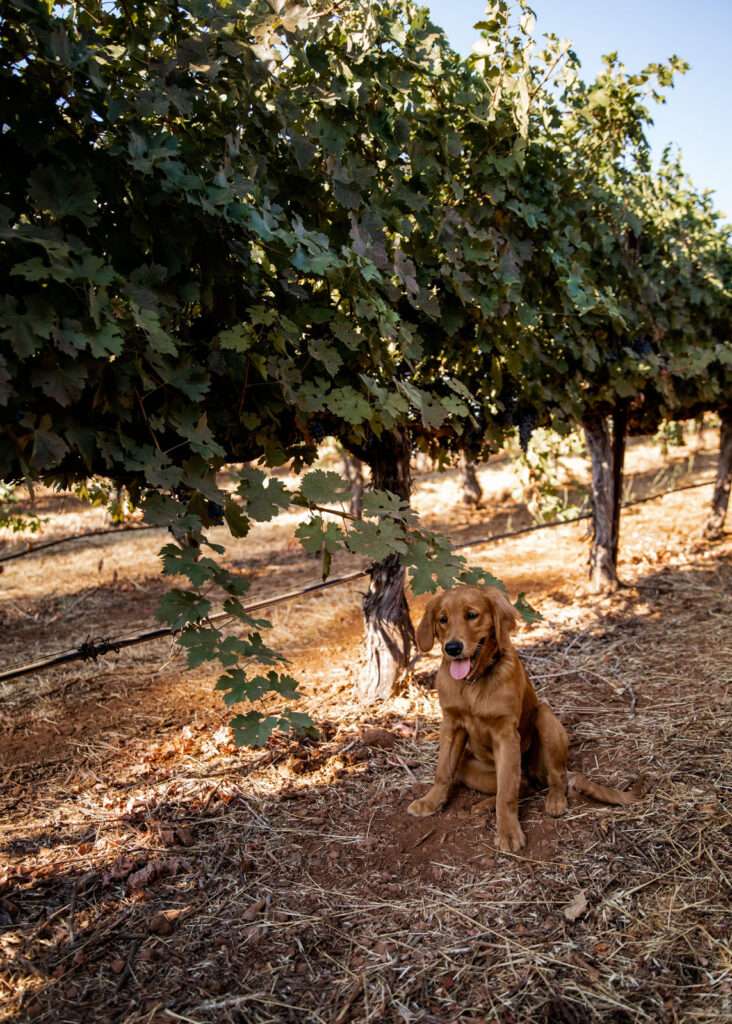 a dog sitting under a tree in a field.