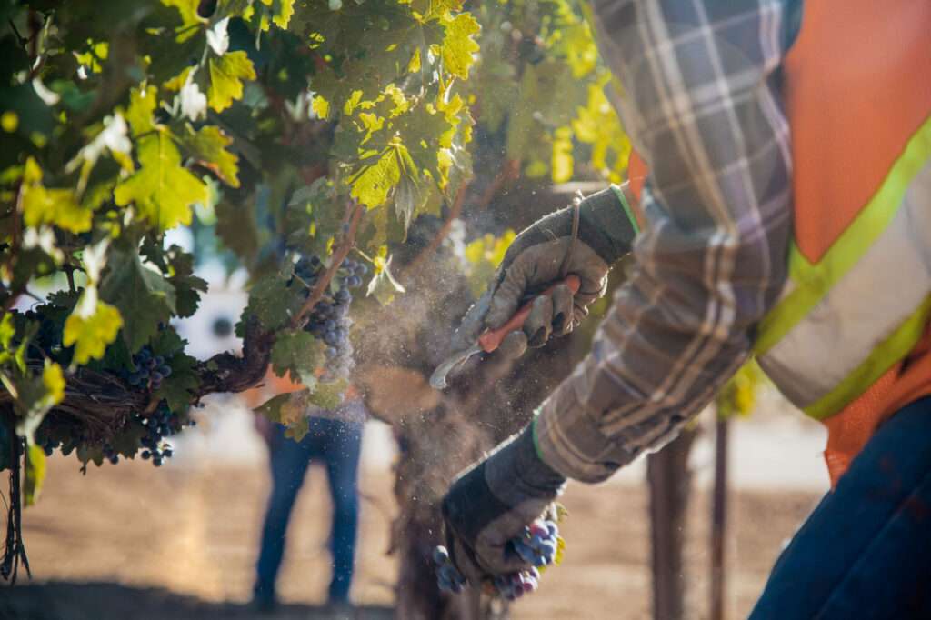 a man is trimming the branches of a tree.