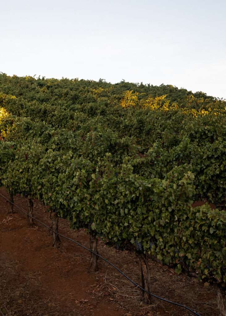 a row of trees with yellow flowers growing on them.