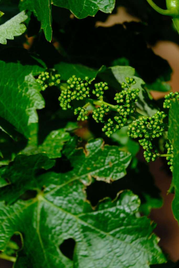 a close up of a plant with green leaves.
