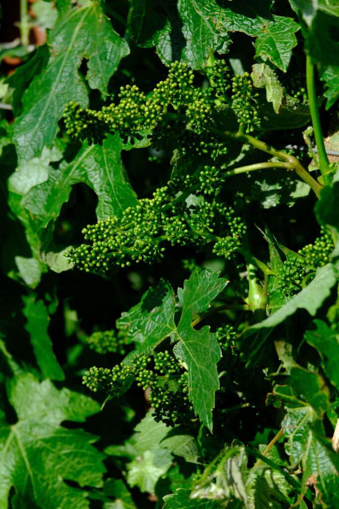 a close up of a bunch of broccoli.