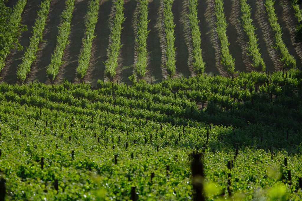 Terra Bella Lake County vineyard