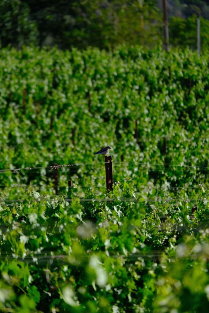 a bird sitting on top of a wooden post in a field.