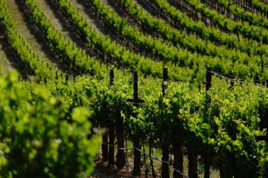 a bunch of vines that are in a field.