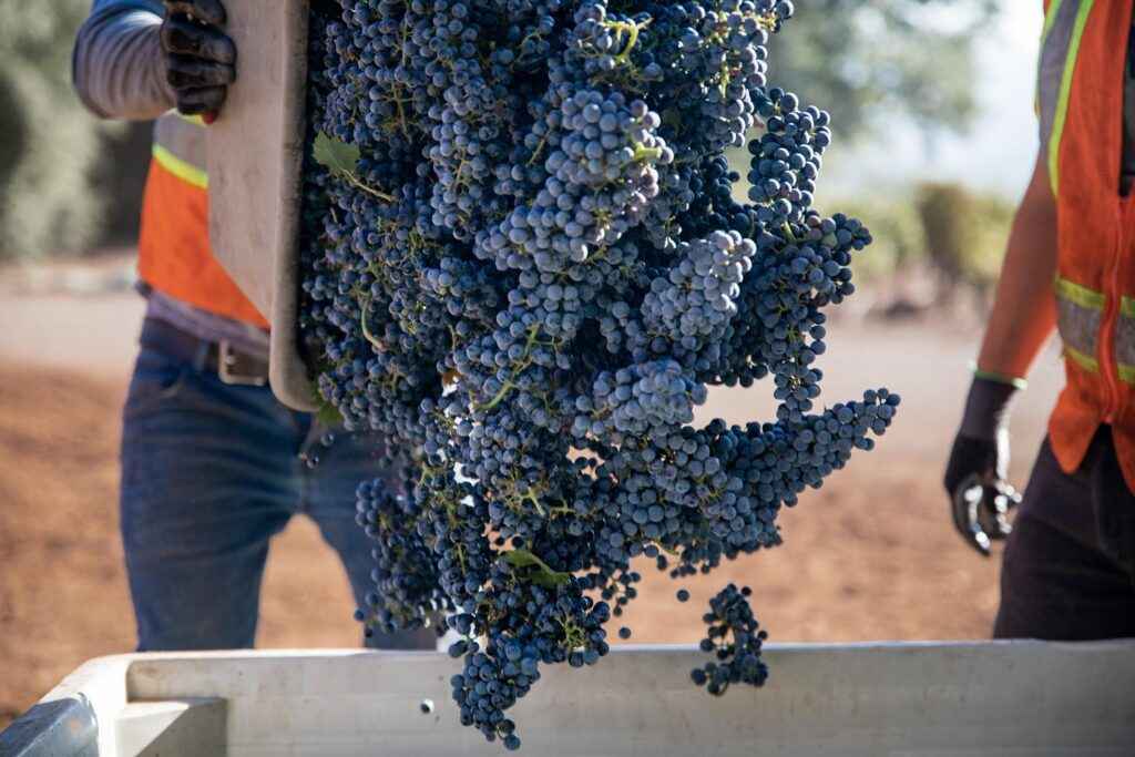 dropping a bin of grapes into a larger bin
