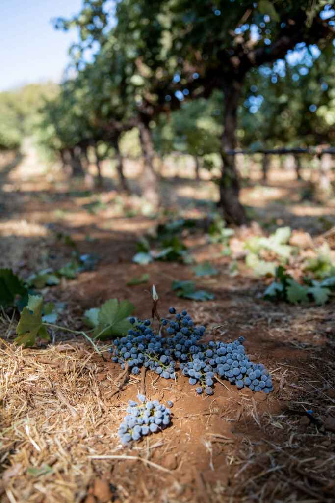 cut grapes lying on the ground