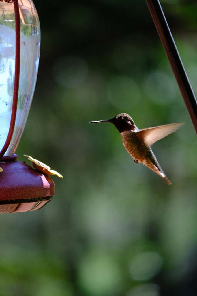 hummingbird